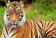 উৎসবের মেজাজে কলকাতা, আলিপুরে Zoo তে উপচে পড়া ভিড়