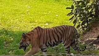 বছরশেষে বড়দিন ও নতুন সাল আসার আগের ছুটিতে আলিপুর পশুশালায় উপচে পড়ে দর্শনার্থীদের ভিড়