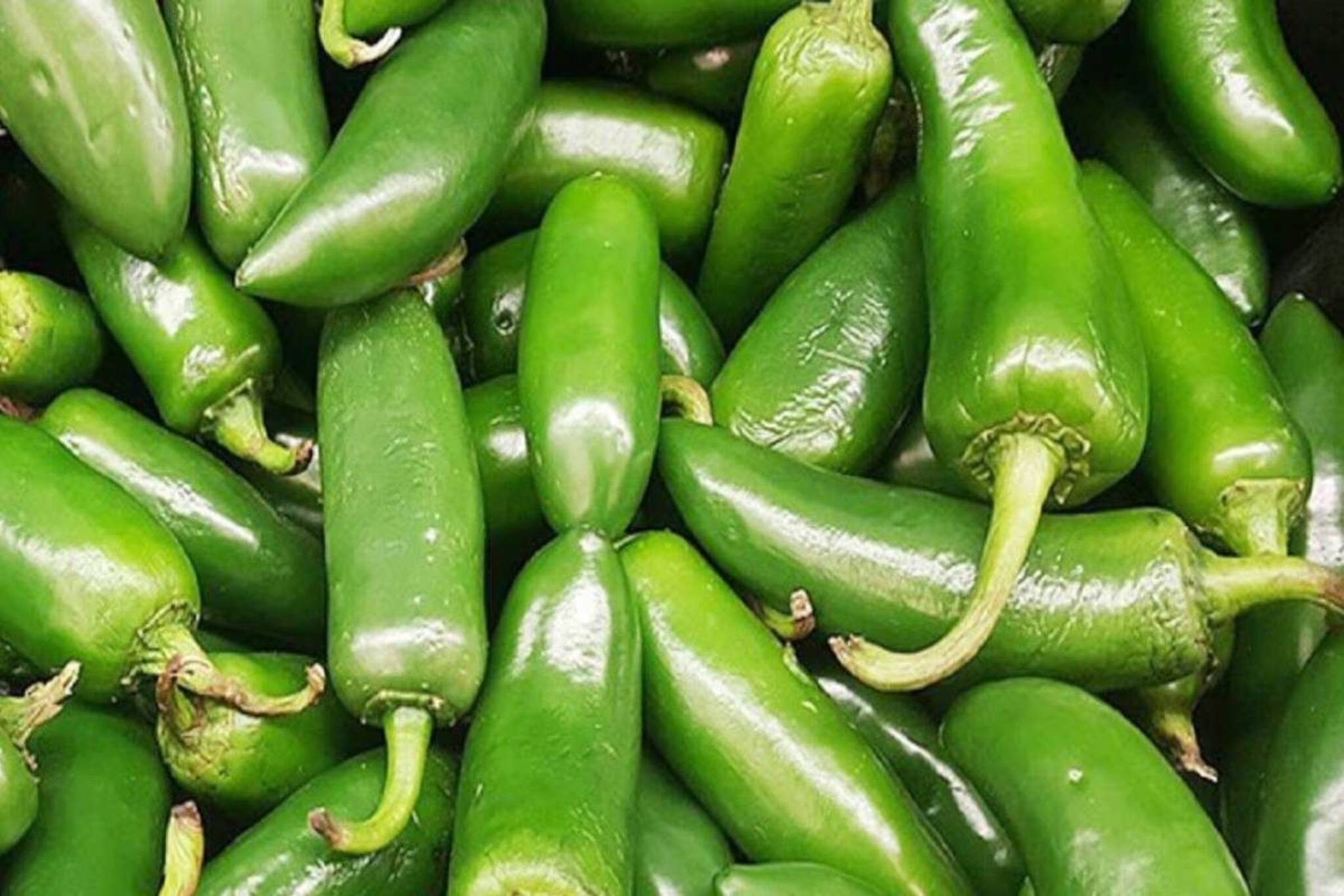 সবজি নয়! কাঁচালঙ্কা তাহলে কী? সঠিক উত্তরের ঝাঁঝে চমকে যাবেন আপনিও