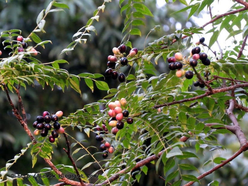 কোনও জায়গায় আঘাত লাগলে বা জখম হলে কারি পাতার রস লাগানো যেতে পারে। কারি পাতার সেদ্ধ করা জল চুলকানি, অল্প পুড়ে যাওয়া জায়গা ইত্যাদি সারাতে ভাল কাজে দেয়। কারি পাতা বাটা খুব ভাল অ্যান্টিসেপ্টিকের কাজ করে। কারিপাতা হার্টের পক্ষেও খুব উপকারী। নিয়মিত কারিপাতার রস খেলে হার্টের রোগ প্রতিরোধ করা সহজ হয়। কারি পাতায় উপস্থিত ফাইবারও ব্লাড সুগার নিয়ন্ত্রণে বিশেষ ভূমিকা পালন করে থাকে। 