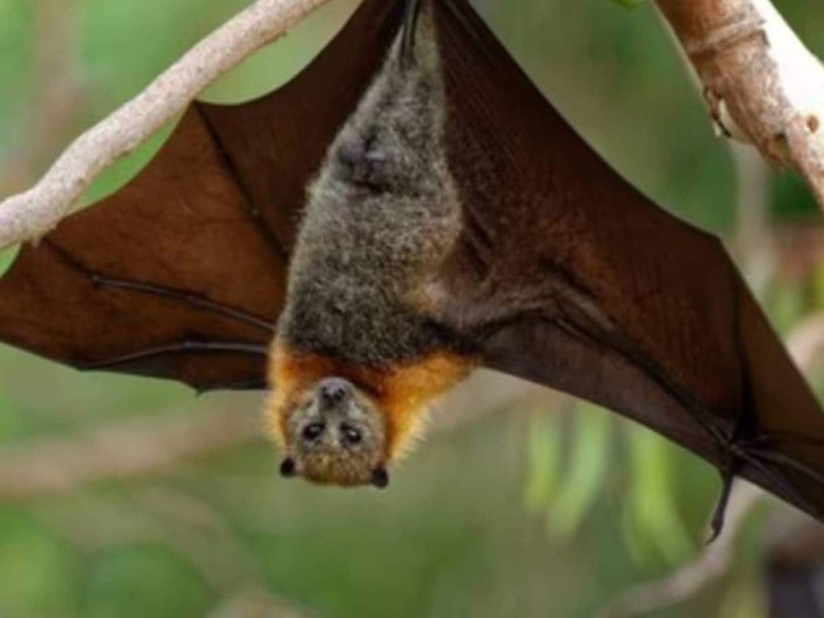 Interesting Facts about Bats বলুন তো বাদুড় কেন উল্টো ঝুলে থাকে