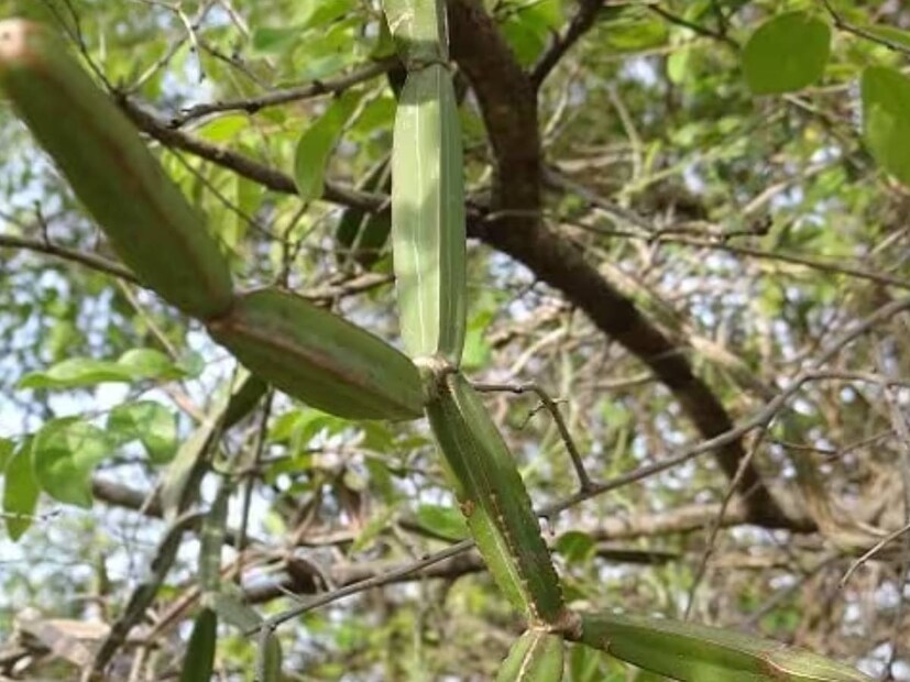 আজকাল কম বয়সে শরীরে ব্যথা এবং হাড় দুর্বল হয়ে যাওয়া সাধারণ ব্যাপার হয়ে দাঁড়িয়েছে। কিন্তু জানেন কি, একটি গাছের পাতাতেই লুকিয়ে ওষুধ? নগর বালিয়ার সরকারি আয়ুর্বেদিক হাসপাতালের মেডিক্যাল অফিসার ডাঃ প্রিয়াঙ্কা সিং বলেন, হাড়জোড়া গাছের পাতা জয়েন্ট ভাল রাখে।