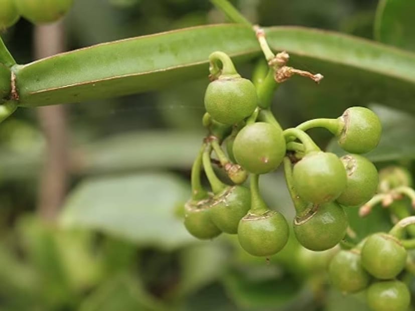প্রতিটি ওষুধের নিজস্ব পার্শ্ব প্রতিক্রিয়া আছে। তাই চিকিৎসকের পরামর্শ ছাড়া এটি খাওয়া উপকারী নয়। হৃদরোগীদেরও এই ওষুধ খাওয়া উচিত নয়।
