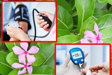 চেনা গাছের অচেনা গুণ! প্রেশার-সুগার সবই রাখে নিয়ন্ত্রণে...বলছেন খোদ চিকিৎসকেরাই