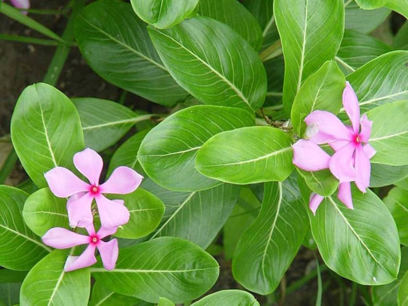 https://pharmeasy.in/-এর ব্লগে চিকিৎসক রাজীব সিং জানাচ্ছেন, এই গাছের পাতার রস টাইপ ২ ডায়াবেটিসের রোগীদের জন্য দুর্দান্ত কার্যকরী৷ শুধু তাই নয়, এই নয়নতারা গাছের পাতার রস রক্তচাপ কমানোর জন্যেও অত্যন্ত উপযোগী৷  