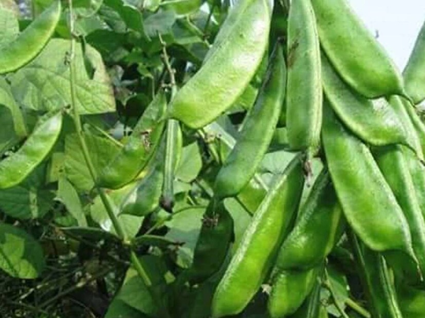 ডায়াবেটিসের রোগীদের ক্ষেত্রে দুর্দান্ত ভাল কাজে দেয় শিম৷ নিয়মিত শিম খেলে রক্তে শর্করার পরিমাণ কমে৷ ডায়াবেটিস বা ব্লাড সুগার নিয়ন্ত্রণে রাখার একটি অত্যন্ত কার্যকর সবজি হল এই শিম৷