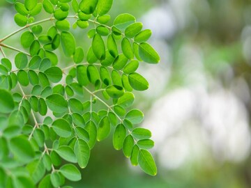 নামেই ছোট পাতা... ৫ মিনিটে বাগে আনে হাই প্রেশার! খাবার নিয়ম জানেন?