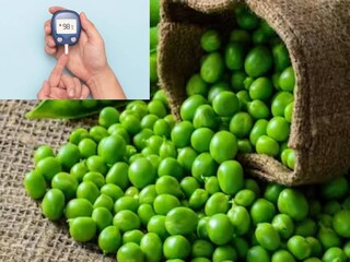 গত ২৩ হাজার বছর ধরে মটরশুঁটি খাওয়ার চল রয়েছে বিভিন্ন সভ্যতায় গত ২৩ হাজার বছর ধরে মটরশুঁটি খাওয়ার চল রয়েছে বিভিন্ন সভ্যতায়