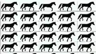 একটা ঘোড়ার লেজ নেই, খুঁজে দিতে পারবেন তাকে বাকি ঘোড়ার ভিড়ে ৫ সেকেন্ডের মধ্যে?