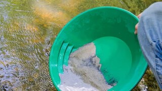 নিষেধাজ্ঞা উড়িয়ে নদীর জল থেকে সোনা তুলছেন গ্রামবাসীরা, উড়ছে লক্ষ লক্ষ টাকা; কোথায় জানেন?