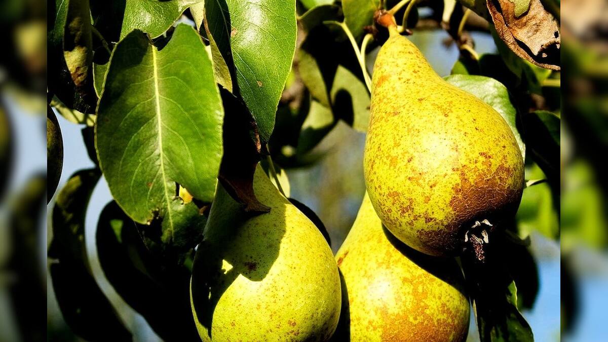 Pear Health Benefits ওজন কমবে তরতরিয়ে, কমবে হার্ট অ্যাটাকের ঝুঁকি! রোজ ...