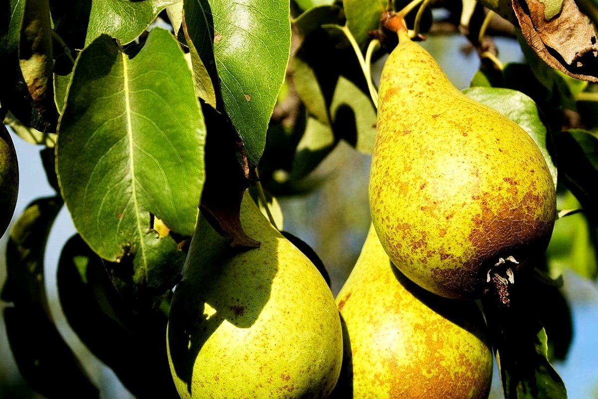 Pear Health Benefits ওজন কমবে তরতরিয়ে, কমবে হার্ট অ্যাটাকের ঝুঁকি! রোজ ...