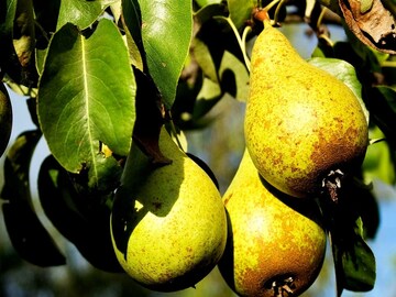 ওজন কমবে তরতরিয়ে, কমবে হার্ট অ্যাটাকের ঝুঁকি! রোজ পাতে রাখুন এই ফল; দারুণ উপকারী