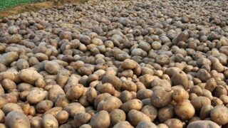 বাড়ছে আলুর দাম