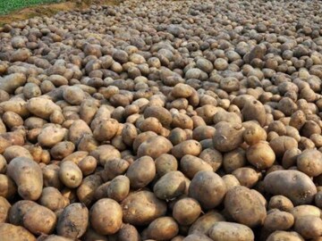বাড়ছে আলুর দাম