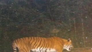 ধরা পড়ল রয়্যাল বেঙ্গল টাইগার