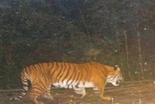 রয়্যাল দর্শন, নেওড়াভ্যালির জঙ্গলে ১১ হাজার ফুট উচ্চতায় ঘুরে বেড়াচ্ছে বাঘ!