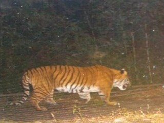ধরা পড়ল রয়্যাল বেঙ্গল টাইগার