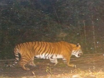 ধরা পড়ল রয়্যাল বেঙ্গল টাইগার