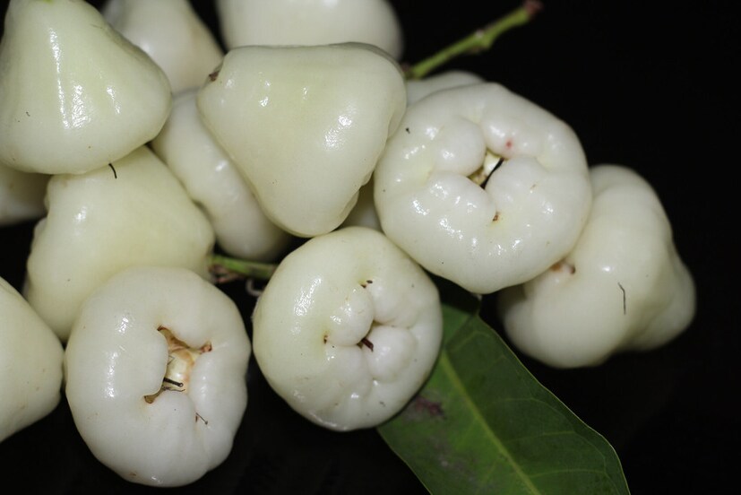 জামরুলের কার্যকর ও শক্তিশালী উপাদানগুলো জীবাণু এবং ছত্রাকনাশক হিসেবে কাজ করে। গবেষণায় দেখা গেছে, ত্বকে ভাইরাস সংক্রমণ ঠেকায় এ ফল। এতে রোগ প্রতিরোধক্ষমতা বাড়ে। (তথ্য: সুমন সাহা)