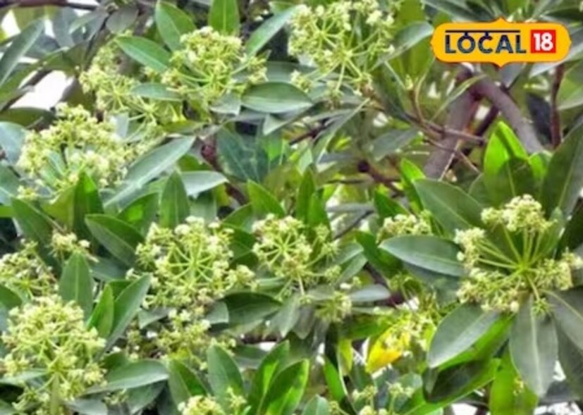 এই গাছে ছোট সবুজ ও সাদা রঙের ফুল হতে দেখা যায়। আজও দেশের অনেক জায়গায়, বিশেষ করে মধ্যপ্রদেশের দামোহ জেলার প্রত্যন্ত গ্রামীণ এলাকায় এই ঔষধি গাছ দেখা যায়। এই উদ্ভিদের বিশেষত্ব হল এটি একটি শক্তিশালী ঔষধি গুণের অধিকারী এবং এতে বিশেষ সুবাস আছে। তবে এই উদ্ভিদ হিমালয় অঞ্চলেও পাওয়া যায়। 