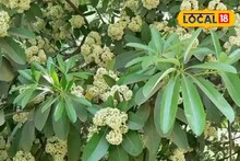 পুরুষত্বহীনতা ও শারীরিক দুর্বলতা দূর করতে অত্যন্ত কার্যকরী এই গাছ, জেনে নিন নাম