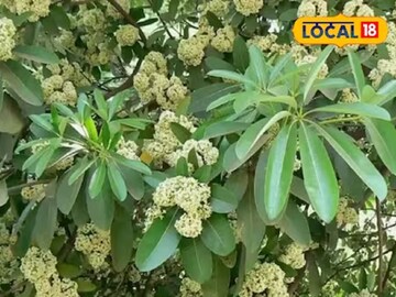 পুরুষত্বহীনতা ও শারীরিক দুর্বলতা দূর করতে অত্যন্ত কার্যকরী এই গাছ, জেনে নিন নাম