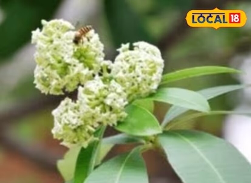 এই গাছটি আয়ুর্বেদিক, সিদ্ধ ও ইউনিনী চিকিৎসায় বহুল ব্যবহৃত হয়। এর ব্যবহারে অনেক রোগ নিরাময় হয়। এই গাছের সাহায্যে শরীরের দুর্বলতাও দূর করা যায়। এছাড়াও কোনও খোলা ক্ষত স্থান দিয়ে রক্তপাত হলেও এটি দিয়ে সারানো যায়। পুরুষত্বহীনতা এবং জন্ডিসের মতো সমস্যাও এই গাছের সাহায্যে নিরাময় করা যায়।