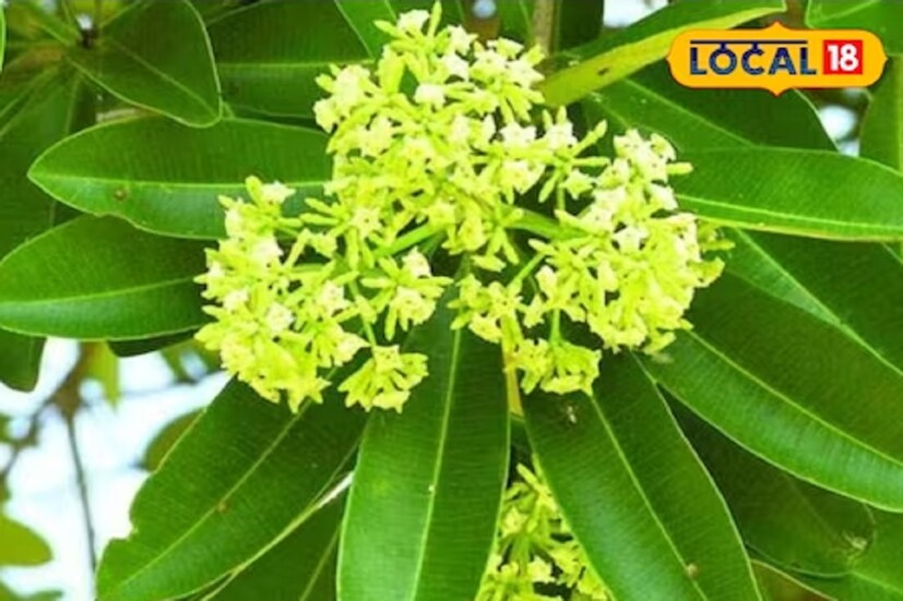 ডিসেম্বর থেকে মার্চ পর্যন্ত এই গাছে ফুল ফোটে। গাছের নাম সপ্তপর্ণী। সংস্কৃত নাম, অর্থ সপ্ত পর্ণের সমাহার। সহজ ভাবে বললে, একসঙ্গে সাতটি পাতা থাকে। এই নামে ডাকলে অনেকেই হয়তো চিনে উঠতে পারবেন না। কিন্তু এর সুগন্ধ পথে যাতায়াতের সময়ে আমরা অনেকেই পেয়েছি। গাছটি তেমন দুর্লভ নয়, থাকতে পারে অনেকের বাড়িতেও। একেই আমরা চলতি বাংলায় ছাতিম নামে ডেকে থাকি। 