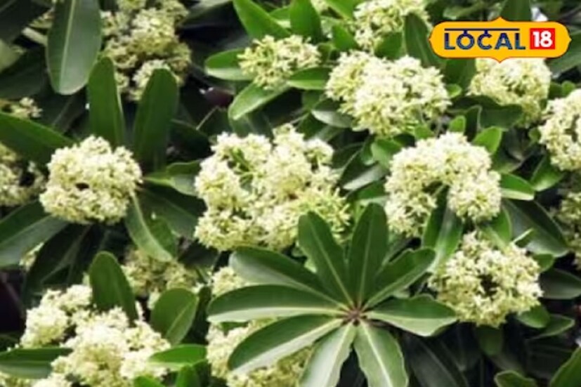 ছাতিমের ডালে দুধের মতো একধরনের উপাদান থাকে, যাকে পোশাকি ভাষায় বলা হয় তরুক্ষীর, ইংরেজিতে অ্যালকালয়েড। এই তরুক্ষীর এমনিতে বিষাক্ত, কিন্তু নির্দিষ্ট মাত্রায় যদি ব্যবহার করা হয়, তাহলে তা খুবই উপকারী ওষুধে পরিণত হয়। এই কারণেই নানা আয়ুর্বেদিক ওষুধ তৈরিতে সপ্তপর্ণী বা ছাতিমের আজও বহুল ব্যবহার রয়েছে আমাদের এই দেশে।