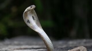 পৃথিবীতে এমন কোন জিনিস রয়েছে, যার গন্ধে ভয় পায় সাপ! জেনে রাখা প্রয়োজন পৃথিবীতে এমন কোন জিনিস রয়েছে, যার গন্ধে ভয় পায় সাপ! জেনে রাখা প্রয়োজন