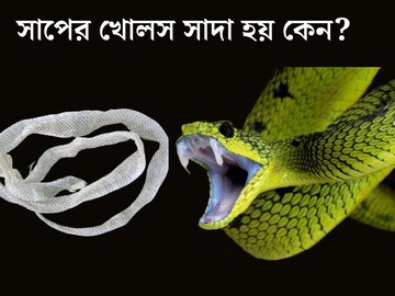 বিষধর হোক বা নির্বিষ, সব সাপের খোলসের রঙ একই! কারণটা অবাক করবেই