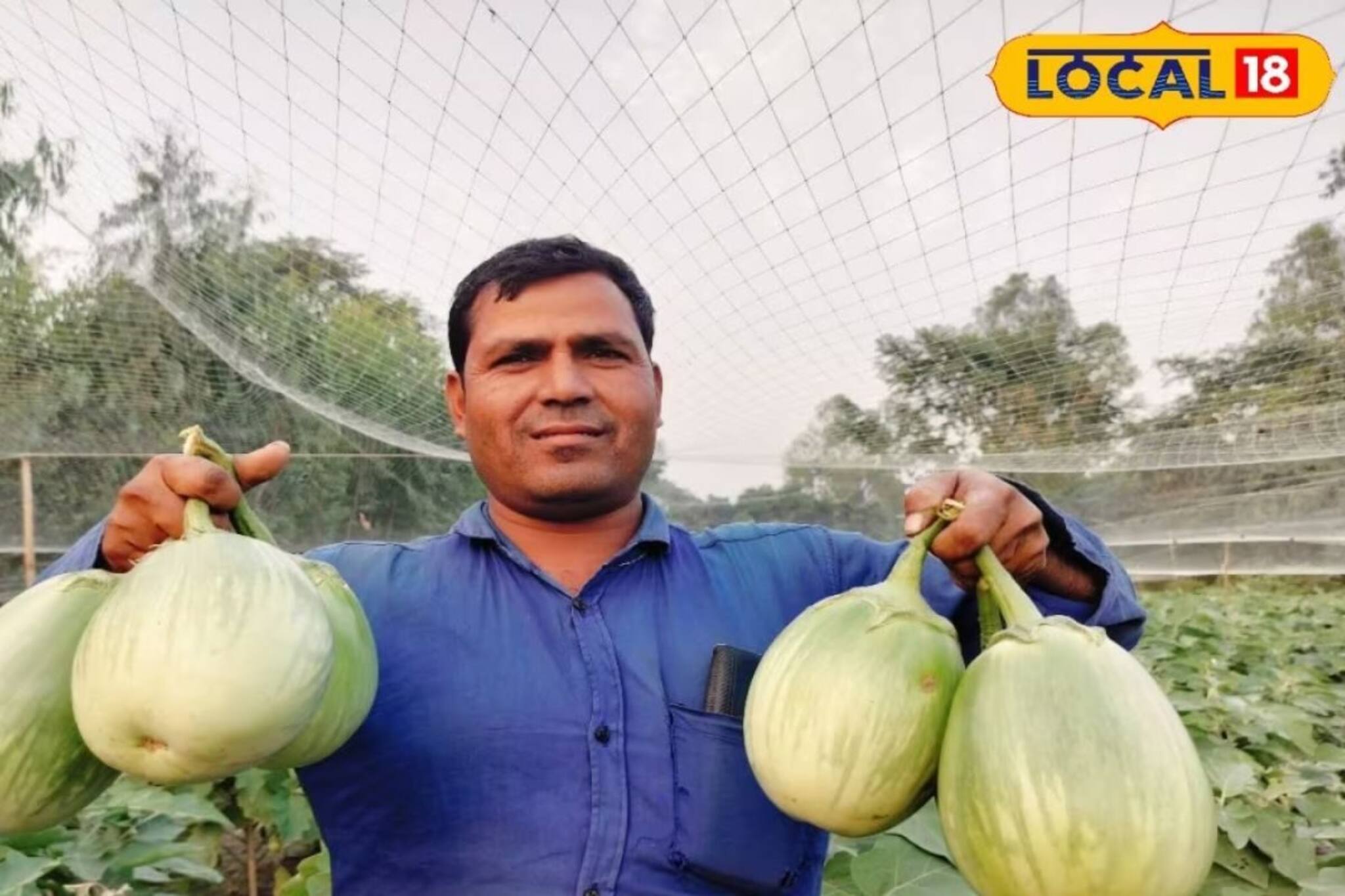 সস্তায় মিলছে বিরাট সাইজের বেগুন! দাম জানলে অবাক হবেন