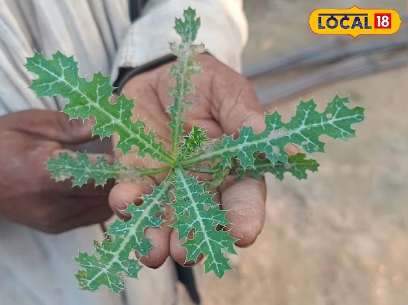 ত্বকের রোগ: সত্যানাশী গাছে রয়েছে অ্যান্টি-ব্যাকটেরিয়াধর্মী উপাদান। যা ত্বকের সংক্রমণ দূর করতে সাহায্য করে।