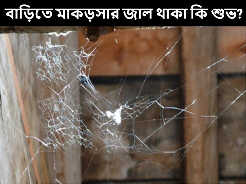 বাড়িতে আমরা মাঝেমধ্যেই মাকড়সার জাল দেখতে পাই। কিন্তু জ্যোতিষ মতে মাকড়সার বাড়ির বাস্তুতে বিশেষ গুরুত্ব রয়েছে। (প্রতীকী ছবি)