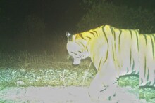 দুবছর বাদে ফের বক্সায় দেখা মিলল বাঘের, ছবি দেখে উচ্ছ্বসিত বন দফতর