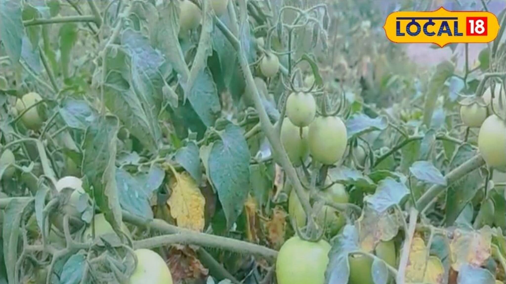 Uttar Dinajpur News: টমেটো চাষ করে লাখপতি হতে চান? ফলো করুন এই বিশেষ পদ্ধতি