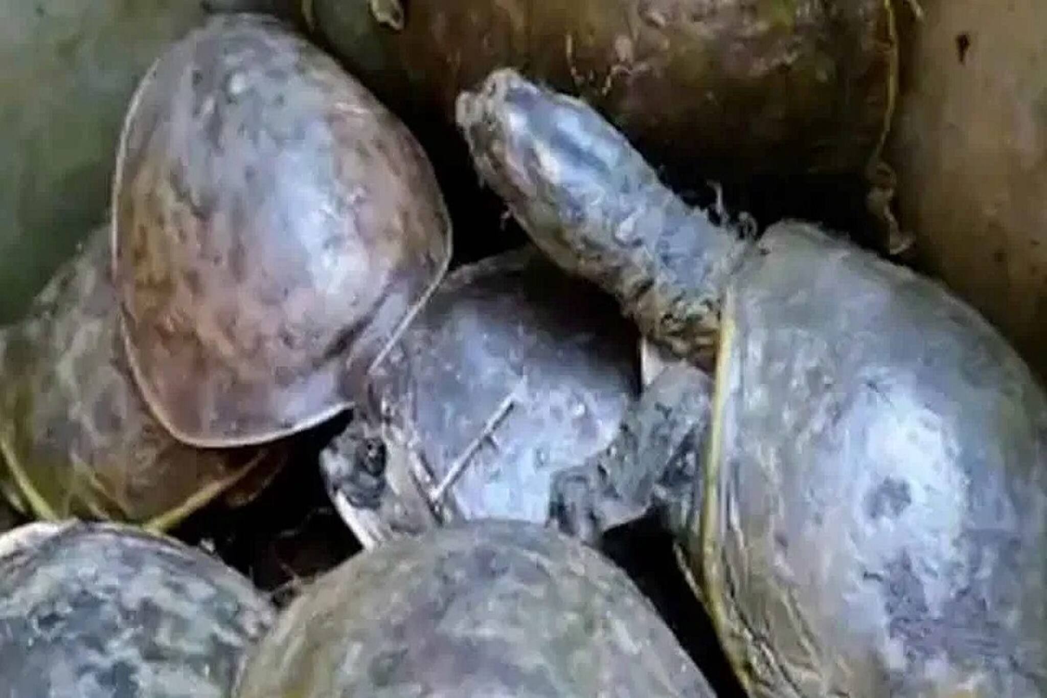 বর্ধমান স্টেশনে প্রায় ১০০টি কচ্ছপ উদ্ধার! ব্যাগে ভরে পাচারের চেষ্টা বানচাল