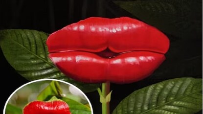 ঠিক যেন লিপস্টিকে রাঙানো ঠোঁট; এই গাছকে দেখামাত্রই চুমু খেতে ইচ্ছা করবে ঠিক যেন লিপস্টিকে রাঙানো ঠোঁট; এই গাছকে দেখামাত্রই চুমু খেতে ইচ্ছা করবে