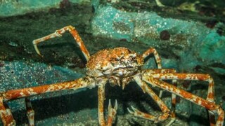 এই সেই আজব প্রাণী