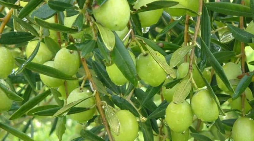 জলপাইয়ের ফ্যাটি অ্যাসিড এবং অ্যান্টি অক্সিড্যান্ট ত্বক ও চুলের পুষ্টিসাধন করে৷ ত্বক ও চুলের আর্দ্রতা বজায় থাকে জলপাইয়ের প্রভাবে৷ সূর্যের অতিবেগুনি রশ্মি থেকে রক্ষা পায় ত্বক৷