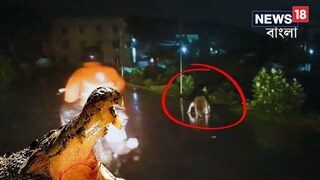 ভাইরাল ভিডিও