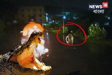 বৃষ্টিভেজা রাতে রাস্তায় ঘুরে বেড়াচ্ছে বিশাল কুমির, সে কী কাণ্ড! আঁতকে ওঠা ভিডিও