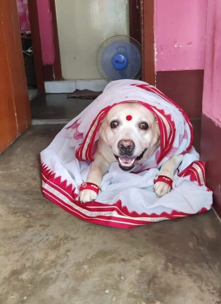 সন্টু চারপেয়ে৷ তবে তার আচরণ মানুষের মতোই৷ সে টিভি দেখে, খেলা দেখে, বৃষ্টিতে ভেজে৷ বাংলাদেশের সন্টু ভারতে এলেই তাকে ঘিরে ভিড় জমে যায়৷ সেলিব্রিটি থেকে সাধারণ মানুষ- সবাই ভিড় করে তাকে দেখতে৷ সন্টুকে খুবই ভালবাসেন সৌরভ-দর্শনা৷