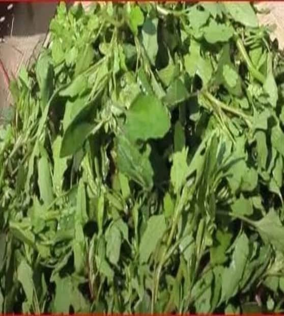 মূলত শীতকালেই পাওয়া যায় এই শাক। তবে আজকাল মোটামুটি সারা বছরই পাওয়া যায় বেতো শাক। এ শাকে রয়েছে প্রচুর পরিমাণে ভিটামিন এ, সি, পটাশিয়াম, ম্যাগনেসিয়াম, ক্যালসিয়াম, আয়রন, অ্যামাইনো অ্যাসিড, ফসফরাস, জিংকের মতো গুরুত্বপূর্ণ উপাদান। 