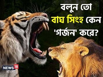 বলুন তো বাঘ-সিংহ কেন 'গর্জন' করে...? আসল 'উত্তর' অনেকেই এতদিন জানতেন না!