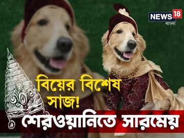 কুকুরের বিয়েতে ডিজাইনার পোশাক কেনার চল!মিলছে পোষ্যের শেরওয়ানি থেকে আধুনিক ড্রস