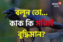 কাক কি সত্যিই বেশি 'বুদ্ধিমান'? যা বললেন বিজ্ঞানীরা... চমকে দেবে উত্তর!