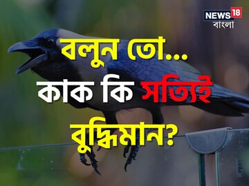 কাক কি সত্যিই বেশি 'বুদ্ধিমান'? যা বললেন বিজ্ঞানীরা... চমকে দেবে উত্তর!