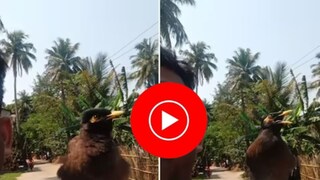 মানুষের মতো কথা বলছে পাখি! ভাইরাল ভিডিও 